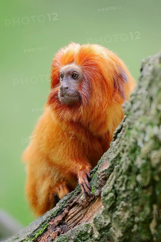 Golden Lion Tamarin (Leontopithecus rosalia)