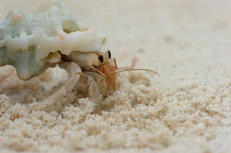 Hermit Crab (Paguroidea) crawling along the beach