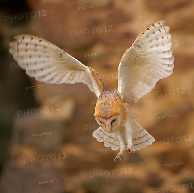 Barn Owl (Tyto alba) in flight