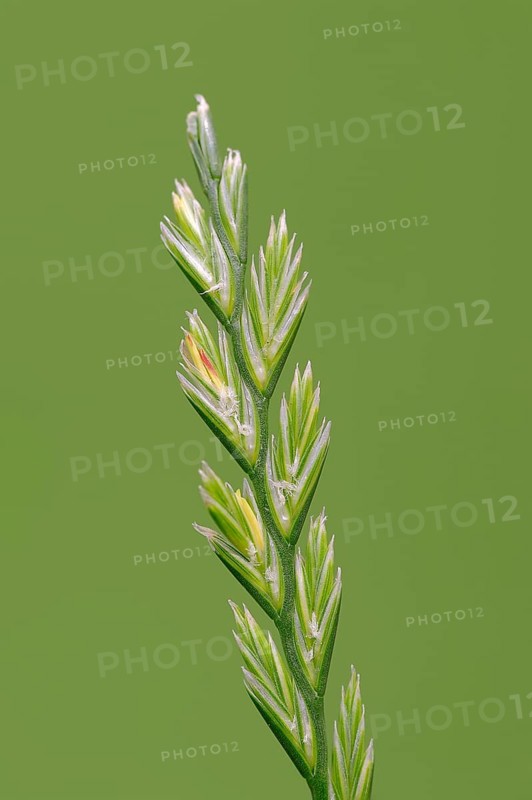Perennial Ryegrass (Lolium perenne)