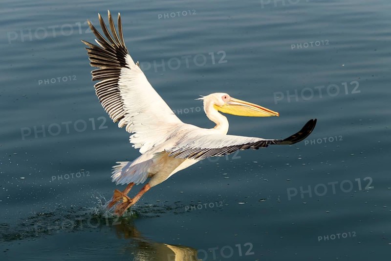 Great White Pelican (Pelecanus onocrotalus)