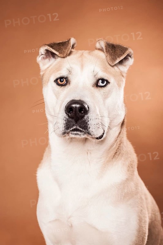 Akita Inu mixed-breed dog
