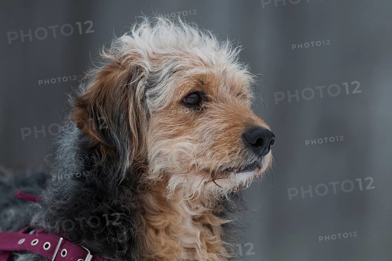 Bosnian Coarse-haired Hound or Barak-hybrid