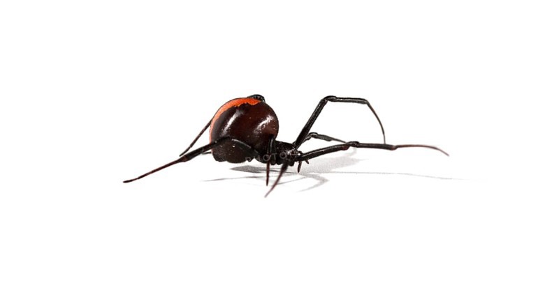 Redback Spider (Latrodectus hasselti)