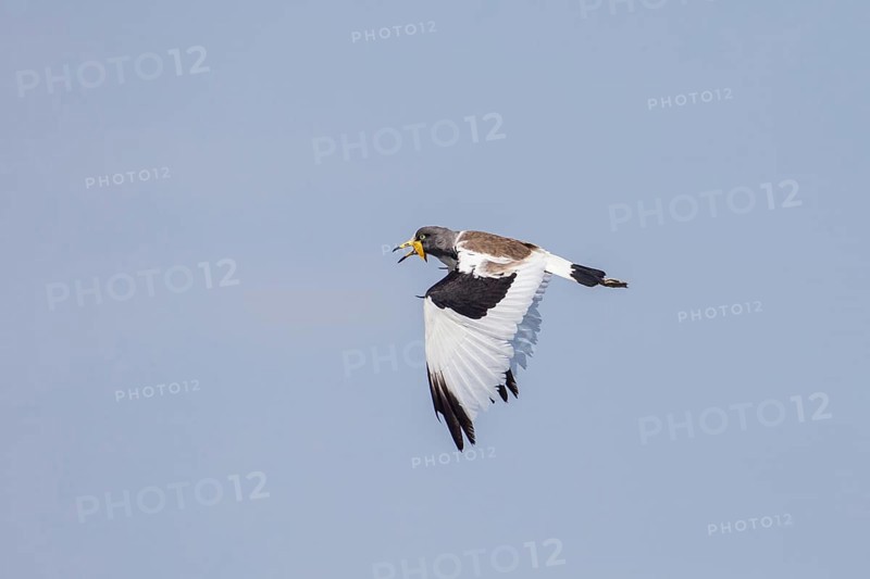 White-crowned Lapwing (Vanellus albiceps) in flight