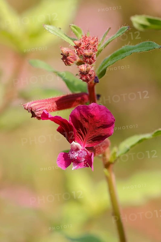 Creeping Waxweed or Cuphea (Cuphea procumbens)