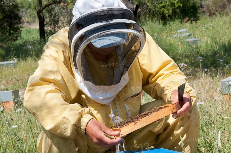Beekeeper searching the bee queen