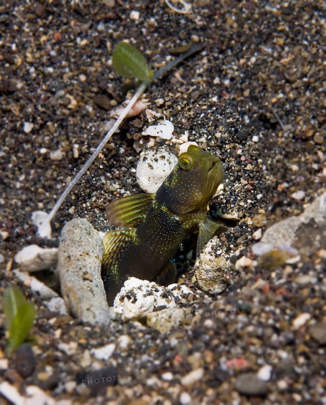 Yellow Shrimp-goby or Yellow Prawn-goby (Cryptocentrus cinctus)
