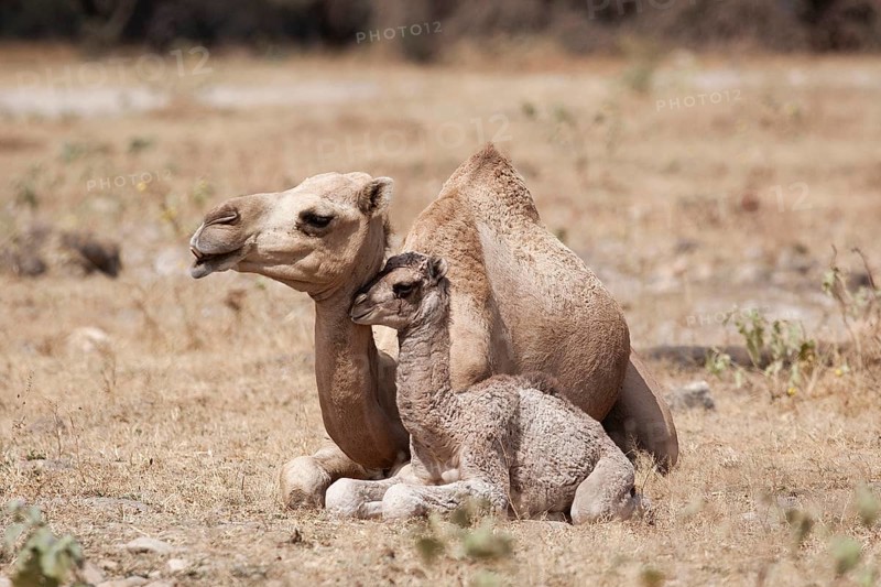 Dromedary (Camelus dromedarius) with young