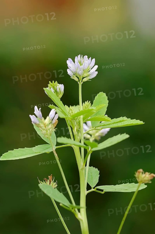 Fenugreek (Trigonella foenum-graecum)