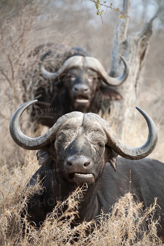 Kaffernbuffel (Syncerus caffer caffer)