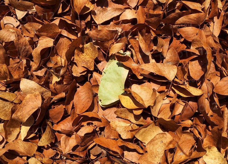 Fallen Mopane leaves (Colophospermum mopane)