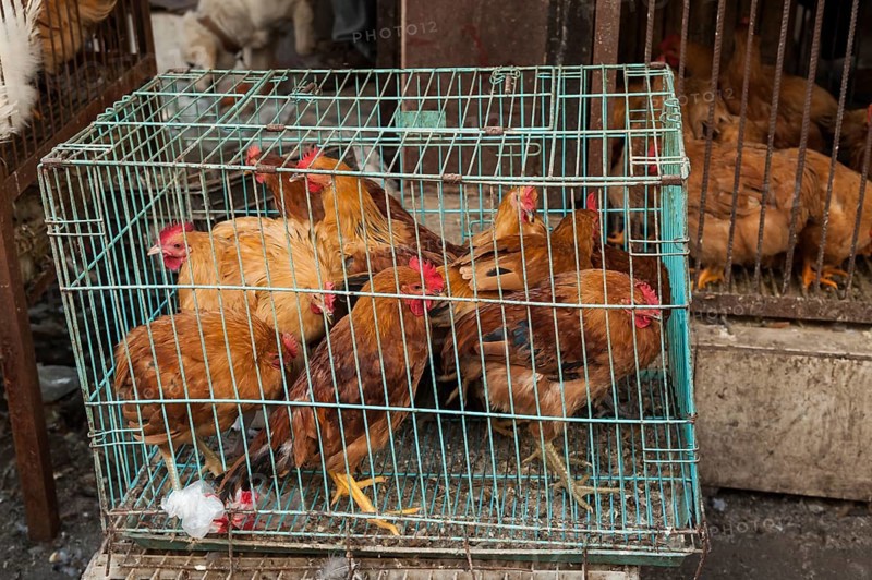 Chickens crammed into a metal cage at a market