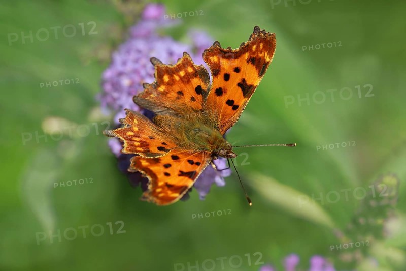 Comma (Polygonia c-album)