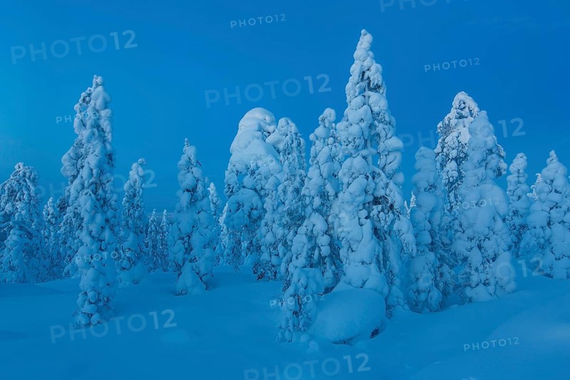Finnish winter forest at twillight