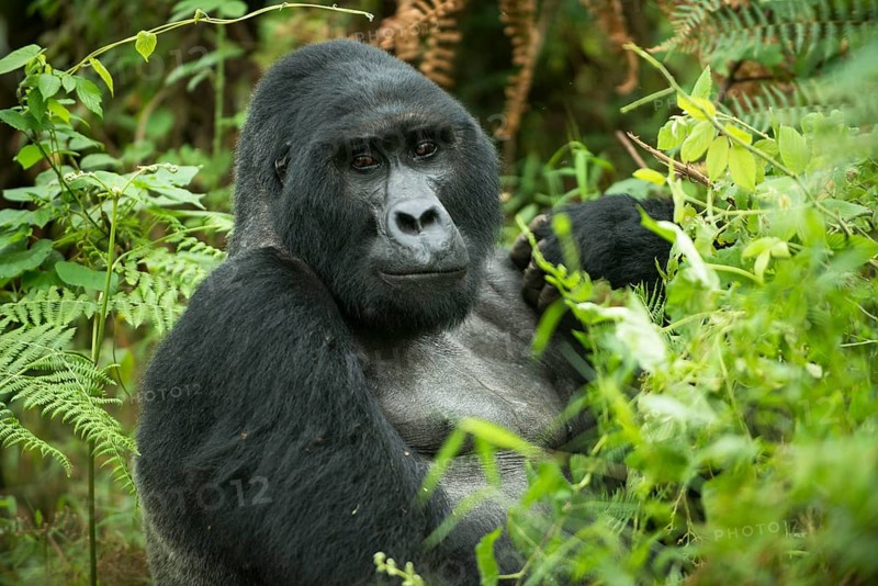 Mountain Gorilla (Gorilla beringei beringei)
