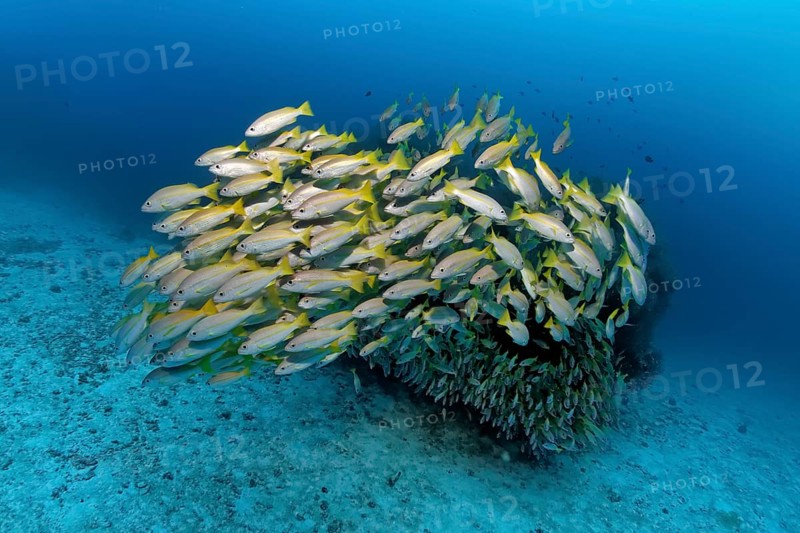 Swarm of Bigeye Snapper (Lutjanus lutjanus) in front of a block of coral