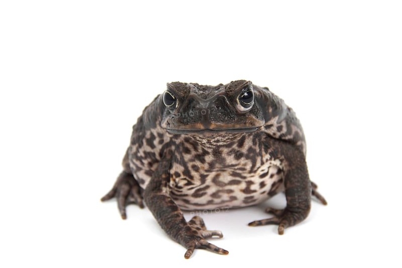 Cane Toad (Rhinella marina)