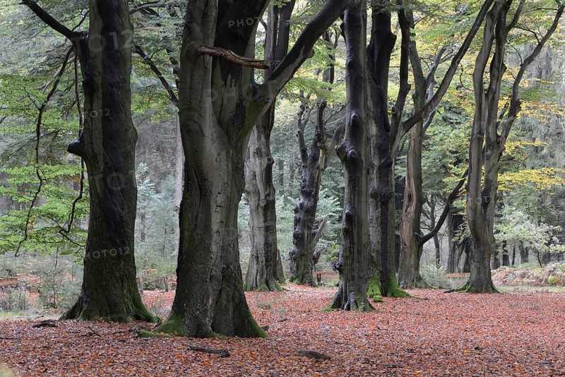 Beech forest