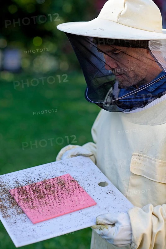 Beekeeper checking his colonies for the Varroa mite infestation (Varroa destructor)