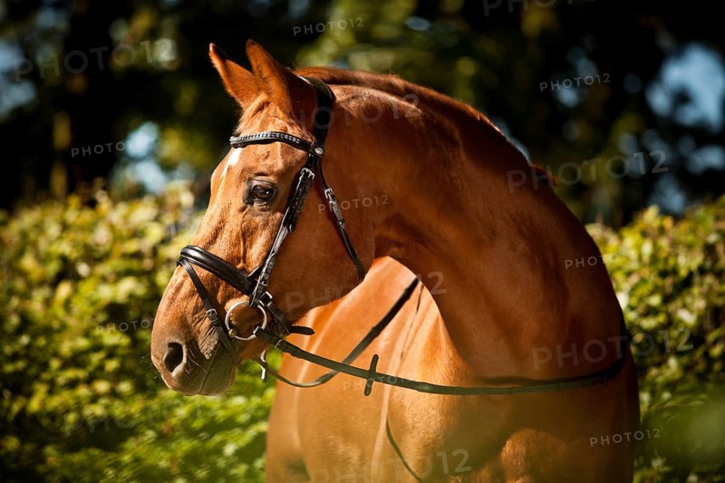 Westphalian gelding