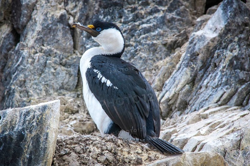 Blue-eyed Shag or Imperial Shag (Phalacrocorax atriceps) at its nesting site