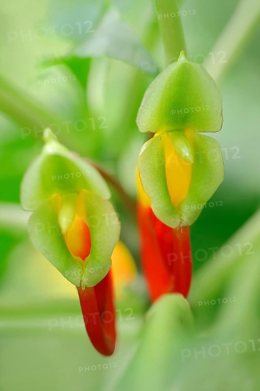 Parrot Impatiens (Impatiens niamniamensis)