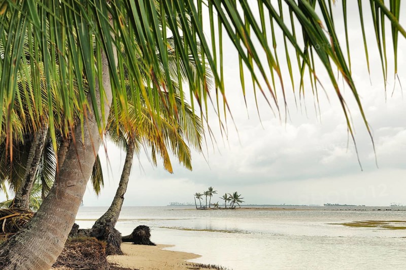 Lonely beach with palm trees