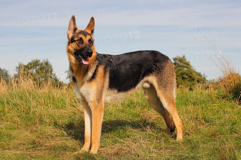 German Shepherd