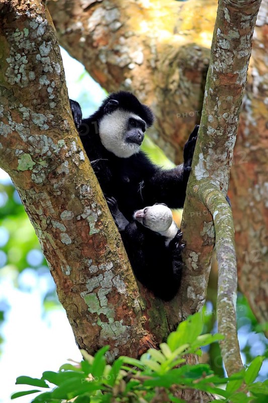 Angolan Colobus or Angola Colobus (Colobus angolensis)