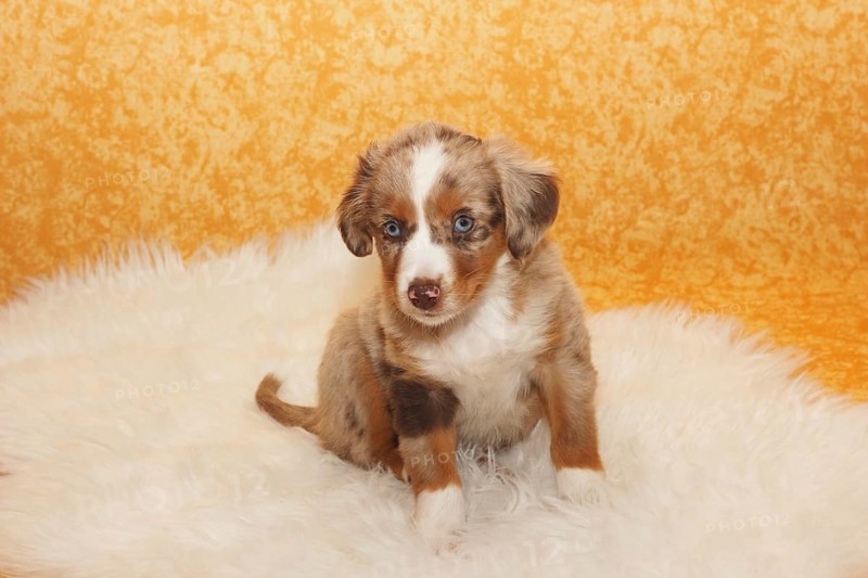 Miniature American Shepherd