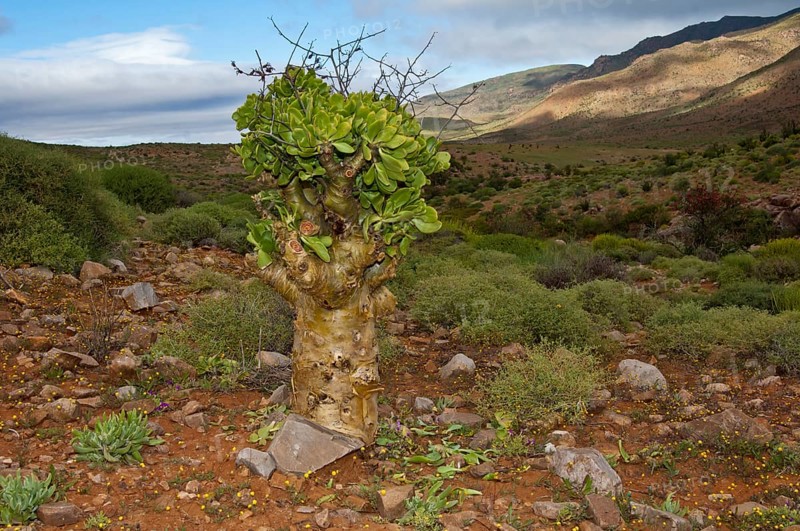 Botterboom or Butter Tree (Tylecodon paniculatus)
