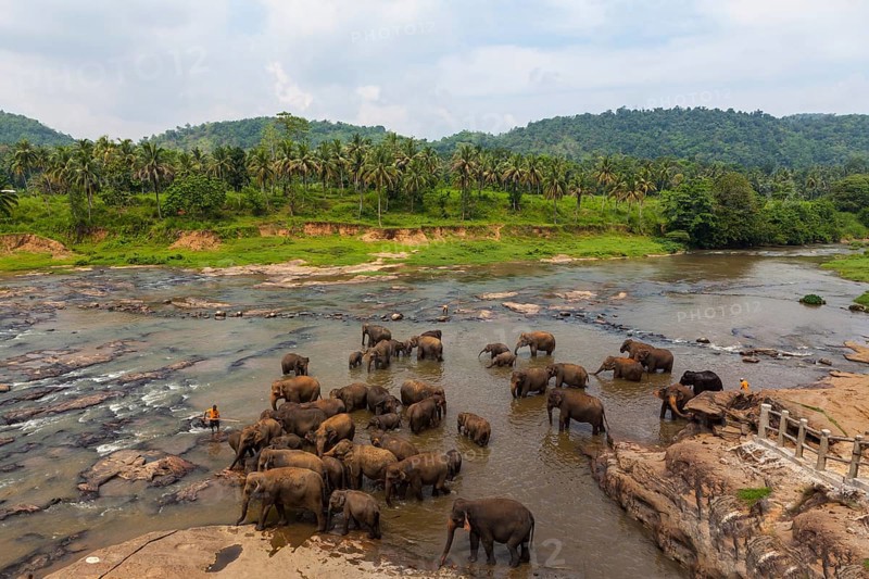 Herd of Asian elephants (Elephas maximus) from the Pinnawala Elephant Orphanage bathing in the Maha Oya river