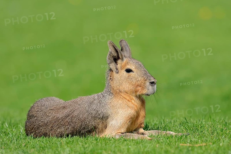 Patagonian Mara or Patagonian Cavy (Dolichotis patagonum)