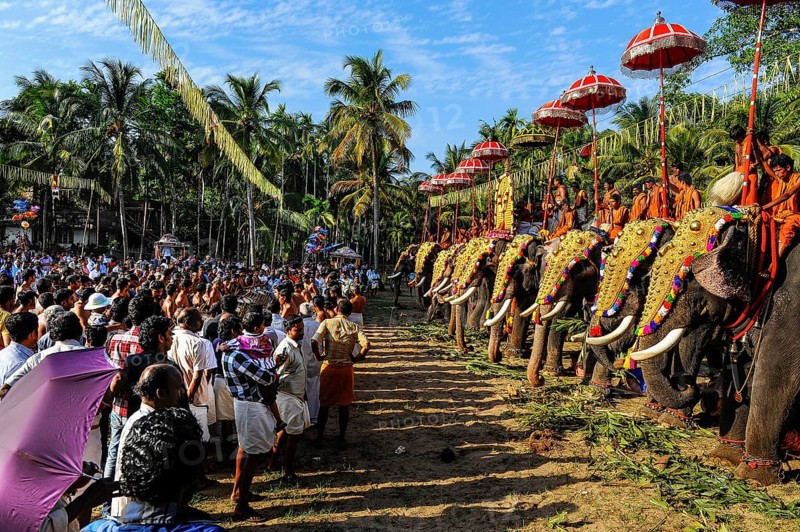 Hindu temple festival with many elephants