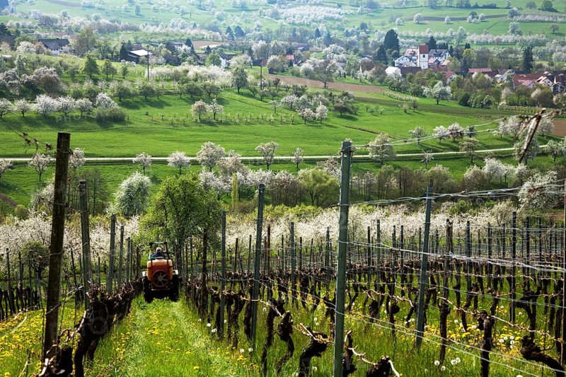 Winegrower at work on the vines in spring