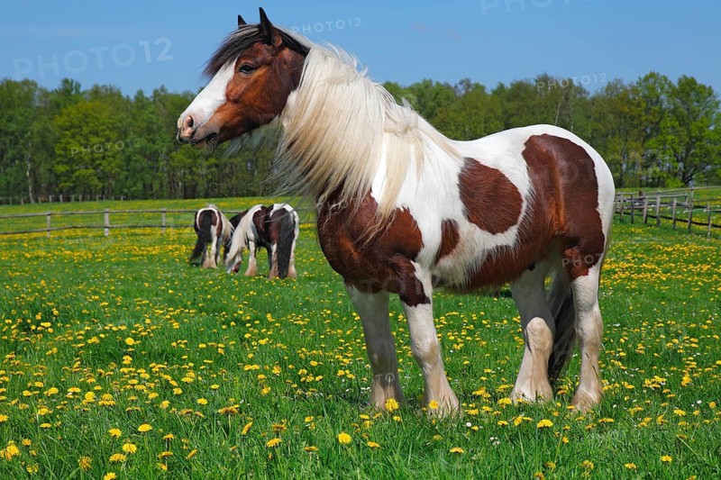 Gypsy Cob
