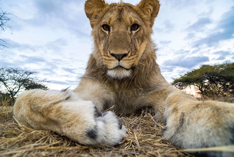 Lion (Panthera leo)