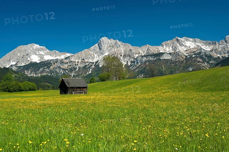 Wooden hut on flower meadow