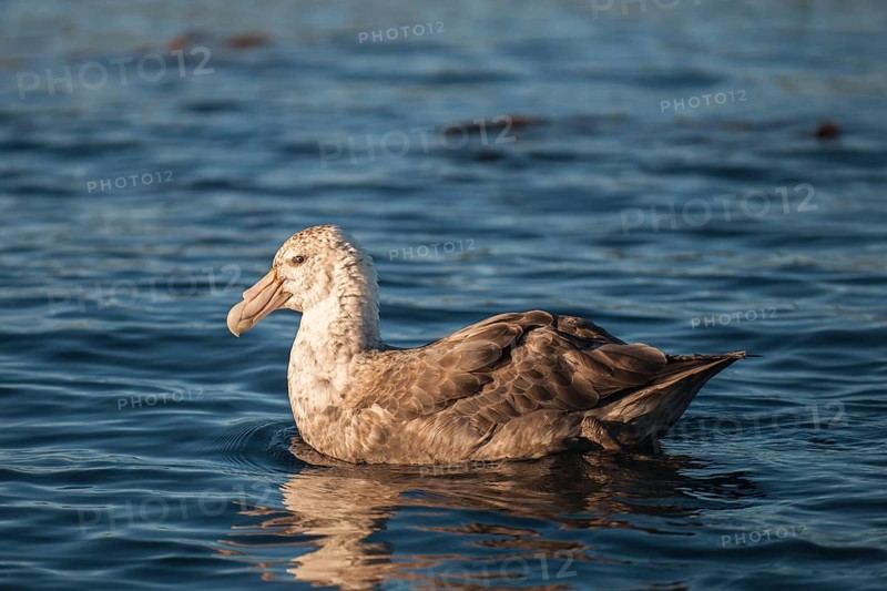 Southern Giant Petrel (Macronectes giganteus)