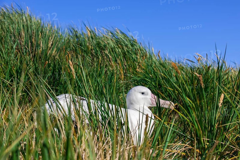 Wandering Albatross (Diomedea exulans) at its nesting site