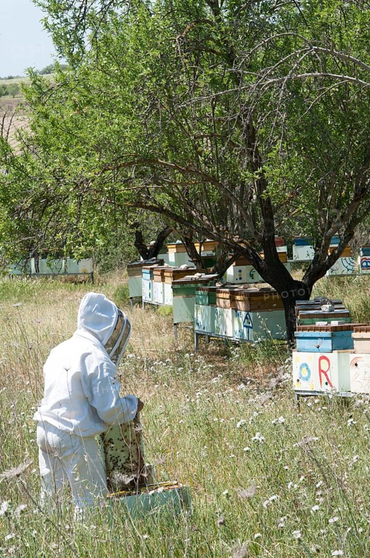 Beekeeper checking a frame of brood