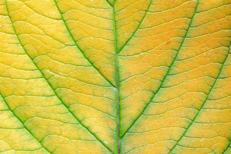 Red Osier Dogwood (Cornus sericea