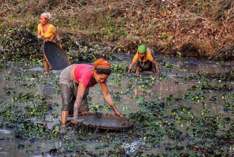 Women from the Mishing tribe fishing in a fish pond