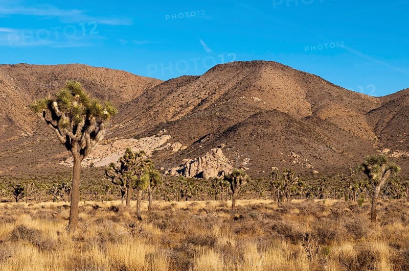 Landscape in the Joshua Tree National Park