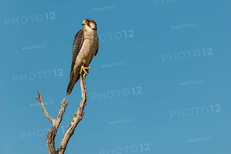 Lanner Falcon (Falco biarmicus)