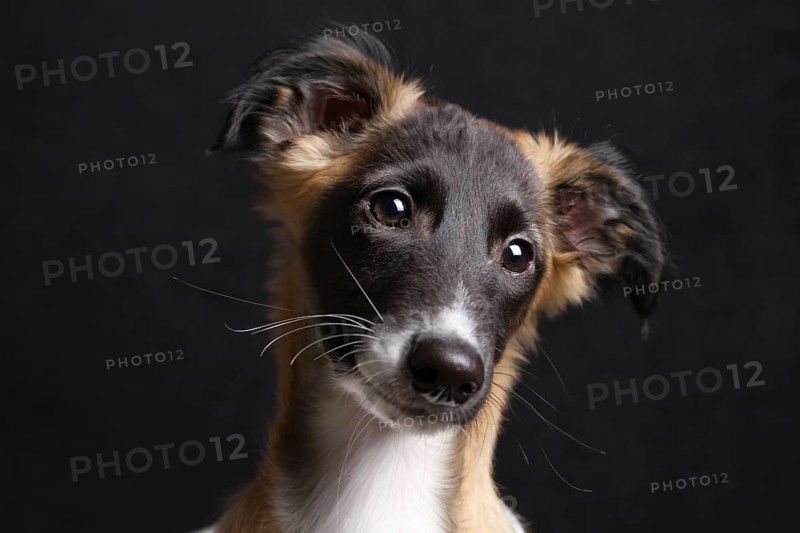 Silken Windsprite puppy