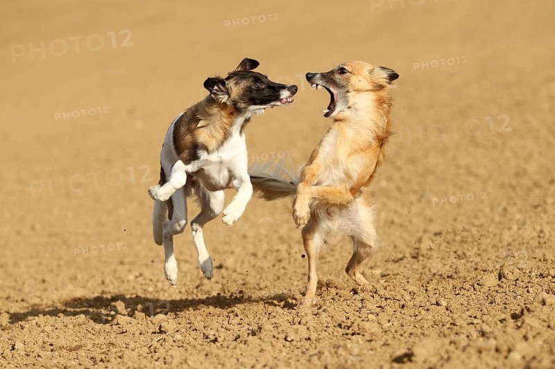 Silken Windsprite male dogs playing on a field