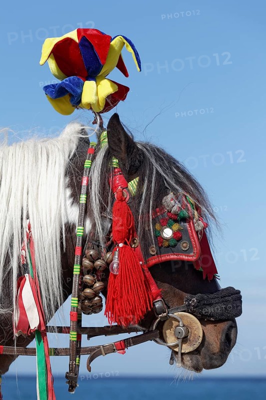 Colourfully decorated horse