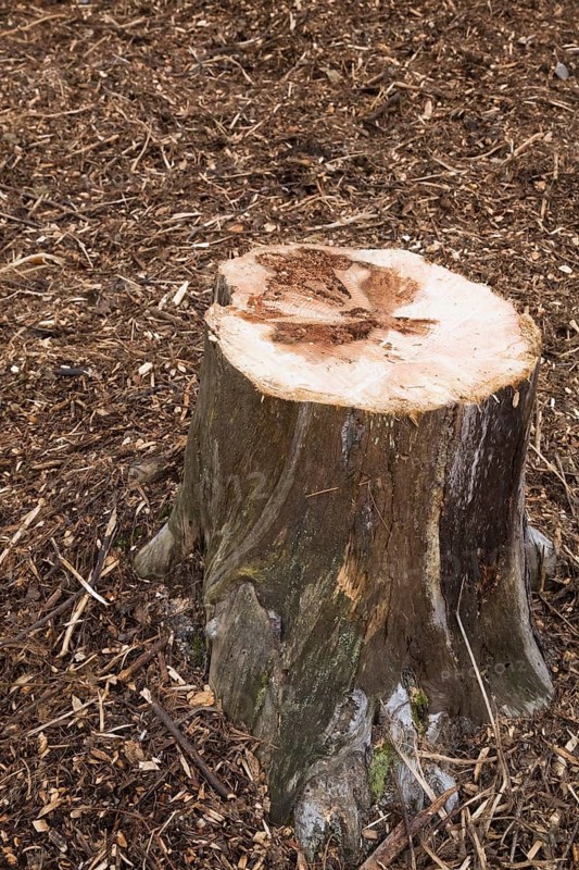 Cut tree stump